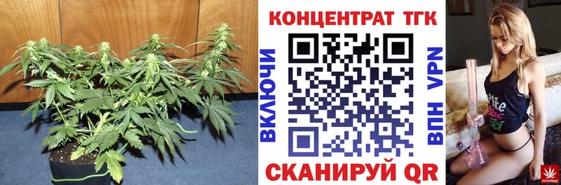 ТГК Wax Стародуб